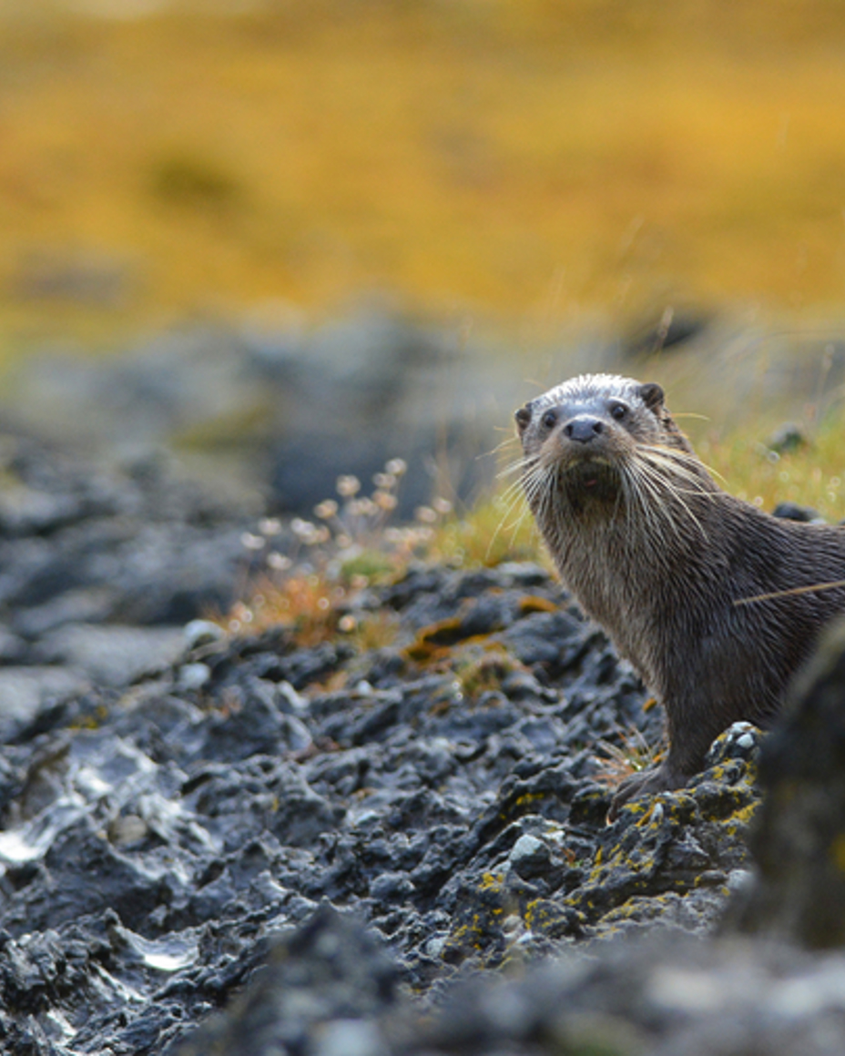 Otter Safari Otter Safari