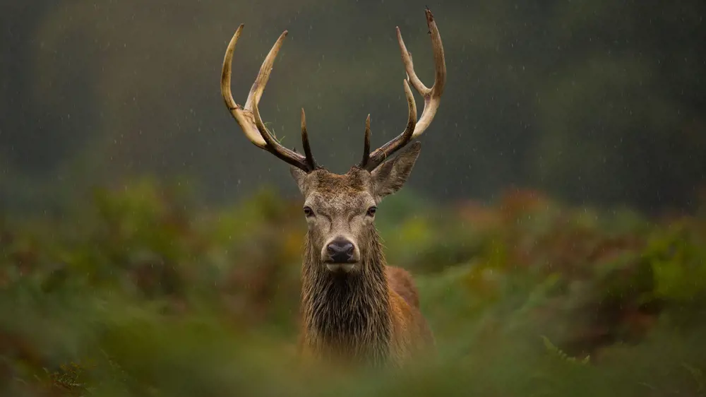 Red Stag