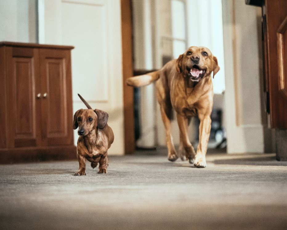 Dog Friendly Walks Near Scottish Highlands Kingshouse Hotel