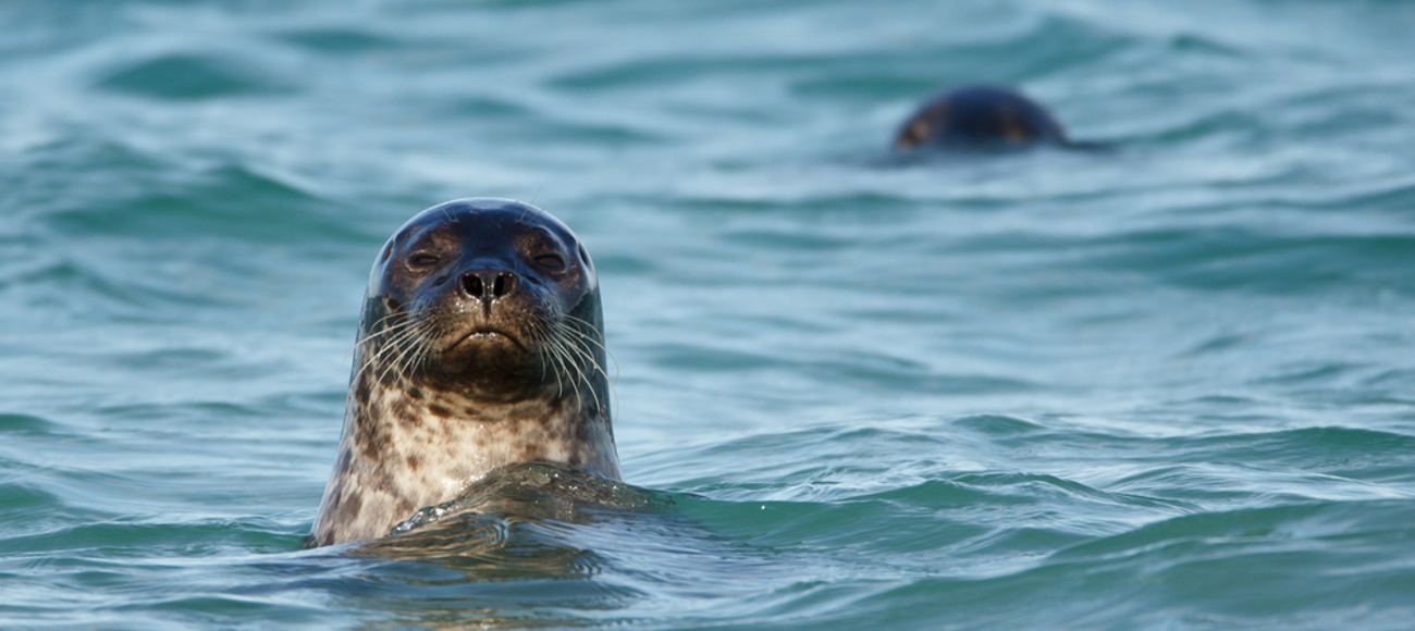 Wild Glencoe Wild Glencoe